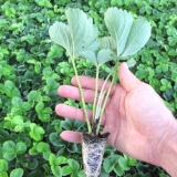 Kako razlikovati muške i ženske grmove jagoda